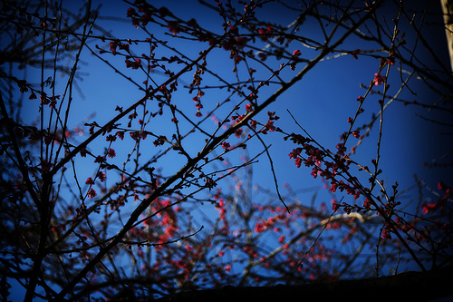 Yesterday I Found Cherry Blossoms…..