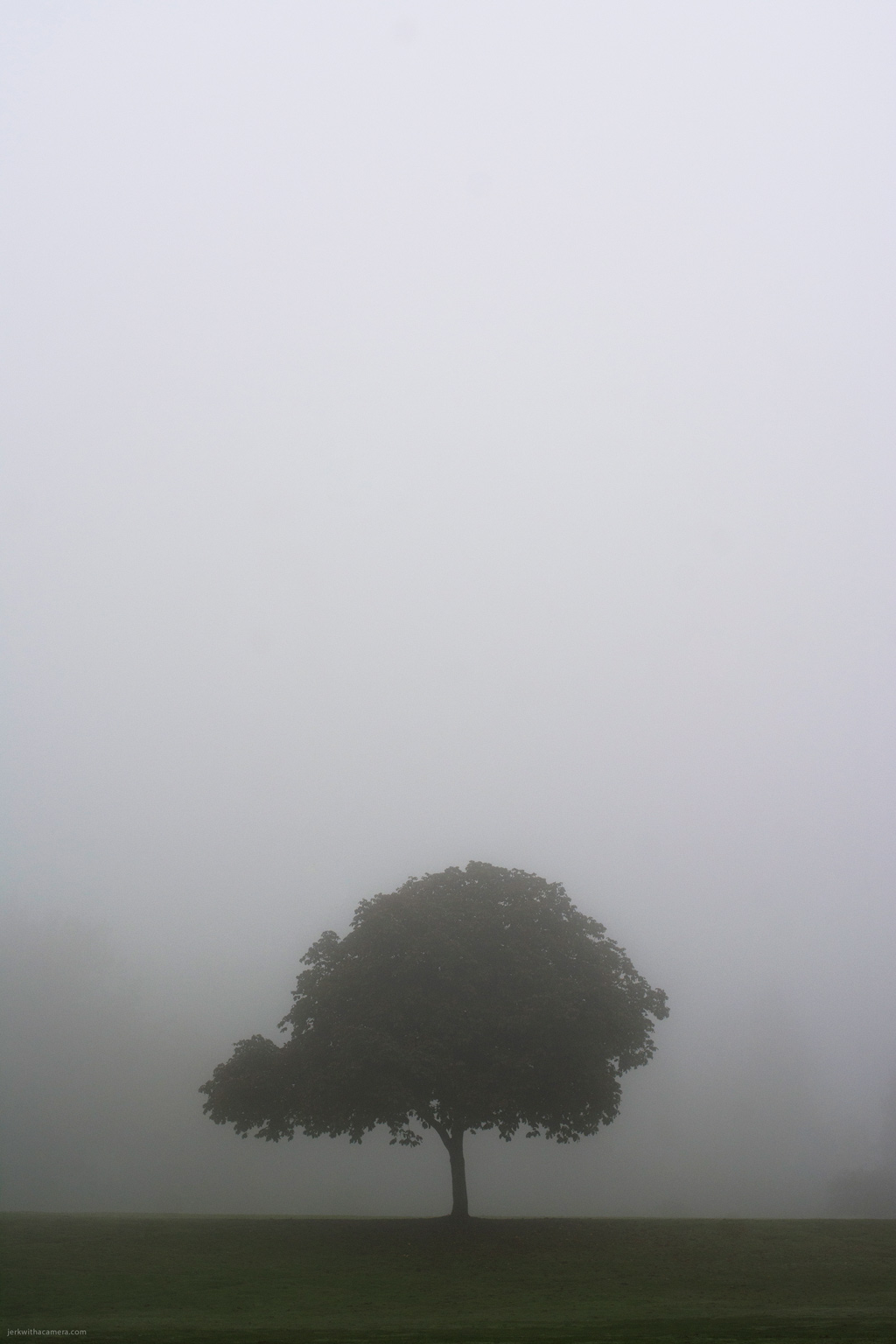 Stanley Park In the Fog