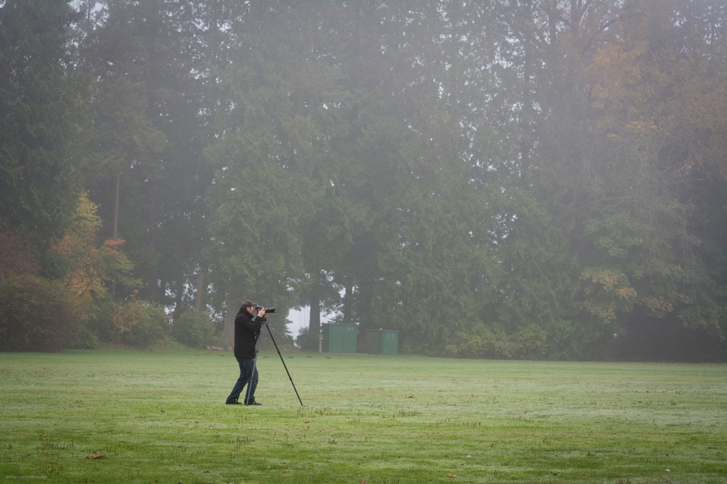 Stanley Park In the Fog
