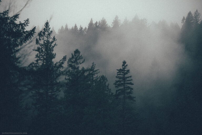 Foggy Trees From Foggy places