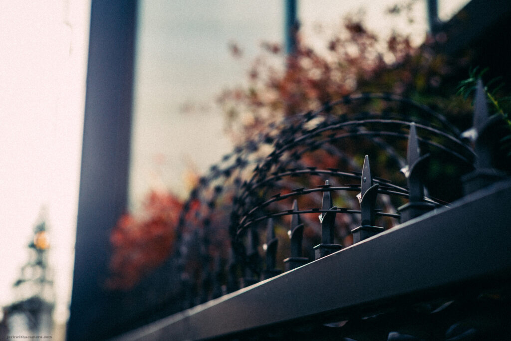 Vibrant autumn leaves intertwine with stark black spikes of a metal fence, a juxtaposition of natural beauty and man-made boundaries.